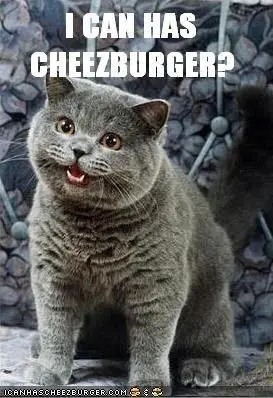 bad business idea - famous-cat-meme-which-started-and-launched-the-website-i-can-haz-cheezburger
