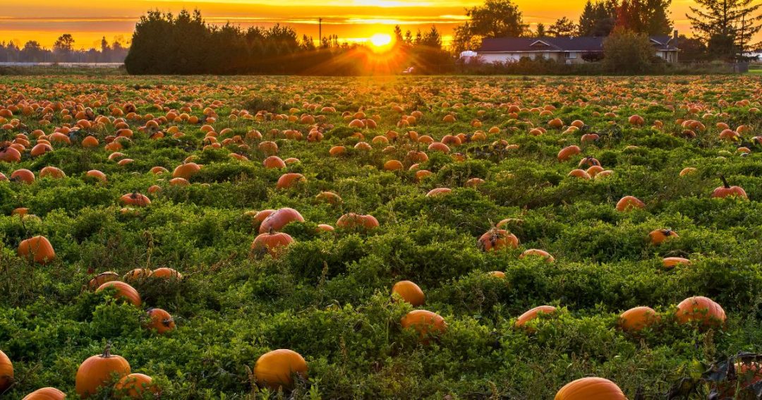 pumpkin patch glasgow